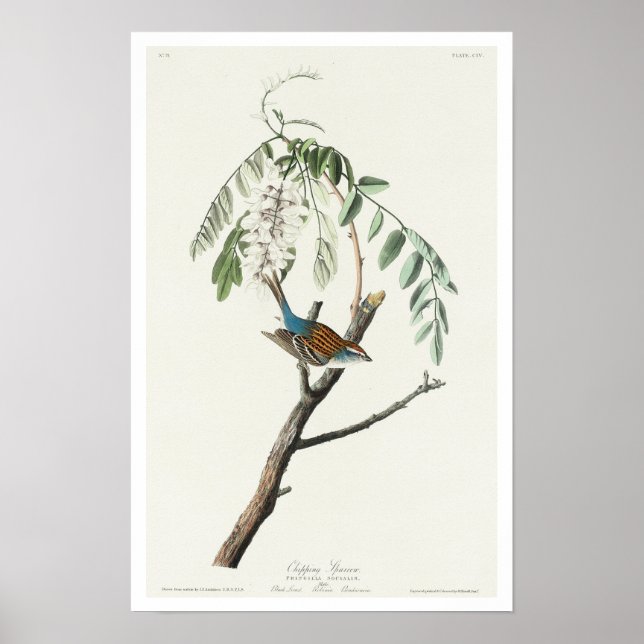 Chipping Sparrow by Audubon Poster (Framsidan)