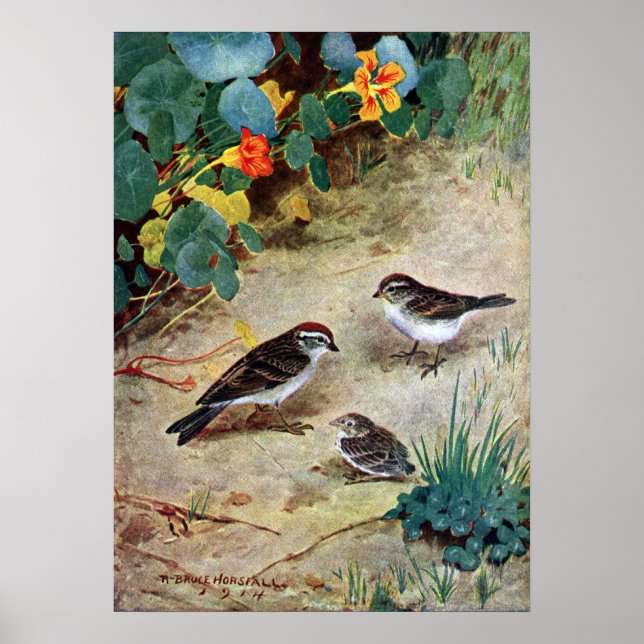 Chipping Sparrow Family och Nasturtiums Poster (Framsidan)