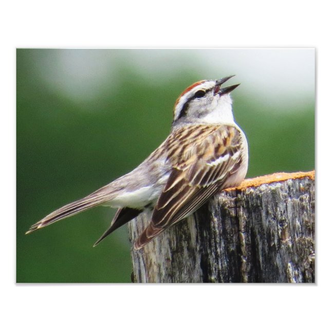 Chipping Sparrow Fototryck (Framsidan)