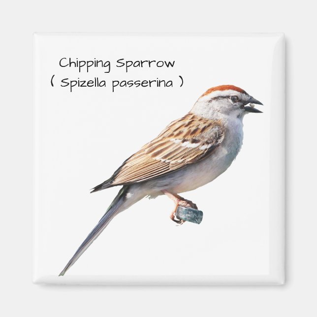 Chipping Sparrow Magnet (Framsidan)