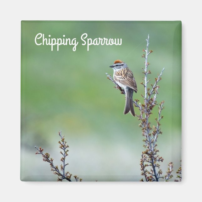 Chipping Sparrow Magnet (Framsidan)
