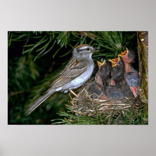 Chipping Sparrow matar ung Poster (Framsidan)