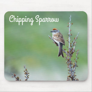 Chipping Sparrow Musmatta