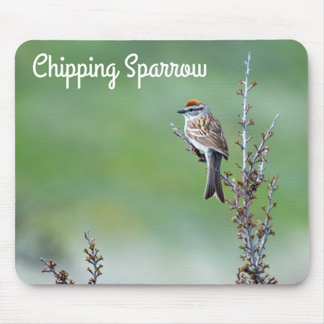 Chipping Sparrow Musmatta (Framsidan)