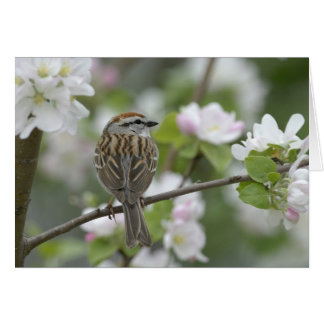 Chipping Sparrow OBS Kort