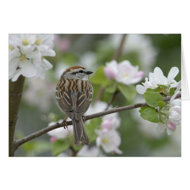Chipping Sparrow OBS Kort (Framsidan Horizontal)
