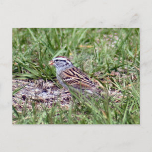 Chipping Sparrow Photo Postcard Vykort