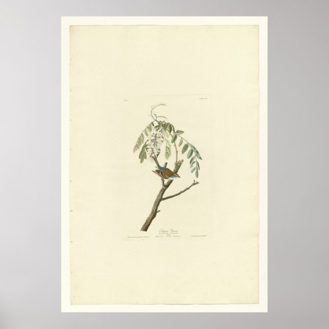 Chipping Sparrow Poster (Framsidan)