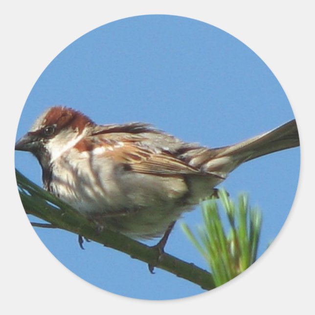 Chipping Sparrow Runt Klistermärke (Framsida)