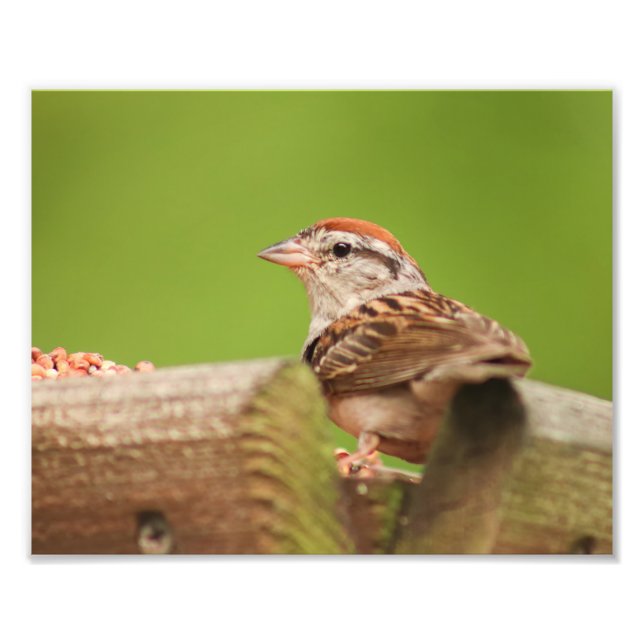Chipping Sparrow vid Bird Feeder Fototryck (Framsidan)