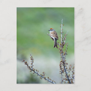 Chipping Sparrow Vykort