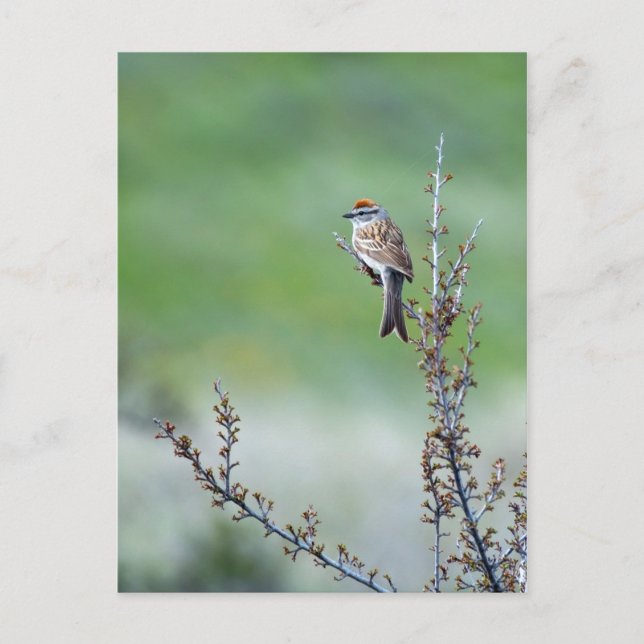 Chipping Sparrow Vykort (Framsida)
