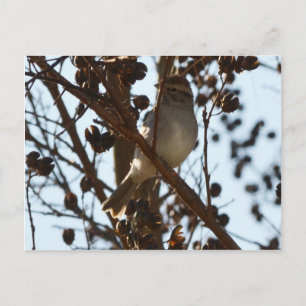 Chipping Sparrow Vykort