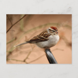 Chipping Sparrow Vykort