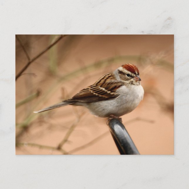 Chipping Sparrow Vykort (Framsida)