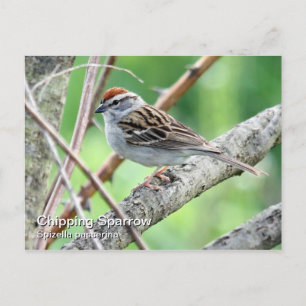 Chipping Sparrow-vykort Vykort
