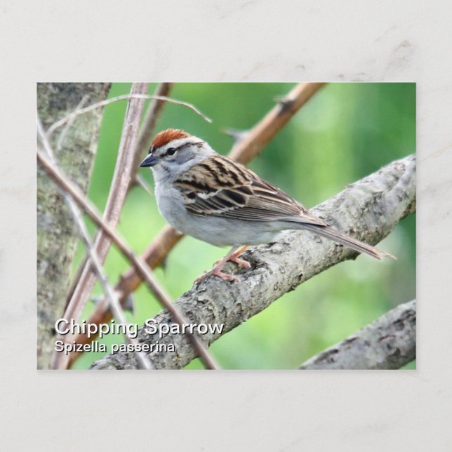 Chipping Sparrow-vykort Vykort (Framsida)