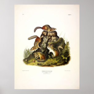 Chipping Squirrel (Östra Chipmunk) av Audubon Poster