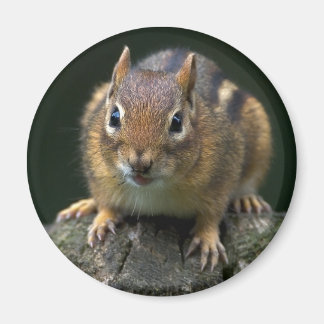 Chippy, Chipmunk Magnet