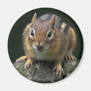 Chippy jordekorremagneten magnet