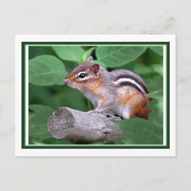 Chippy Vykort (Framsida)