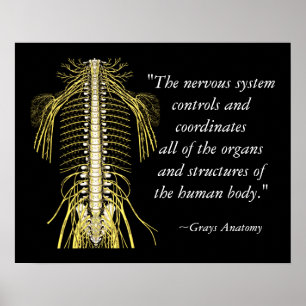 Chiropraktic Ord & Quotes Nerves Poster