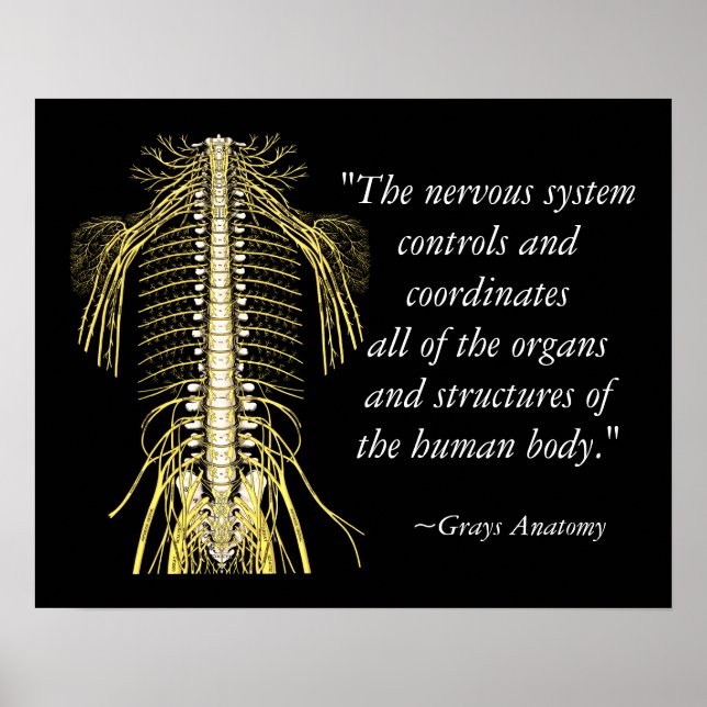 Chiropraktic Ord & Quotes Nerves Poster (Framsidan)