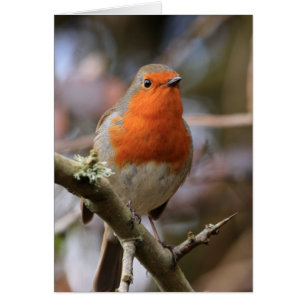 Chirpy Robin Hälsningskort