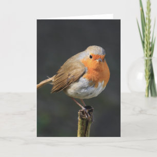Chirpy Robin Kort