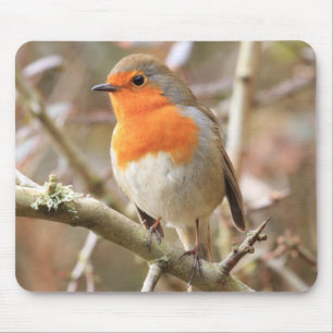 Chirpy Robin Musmatta