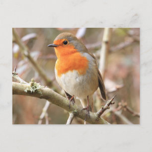 Chirpy Robin Vykort