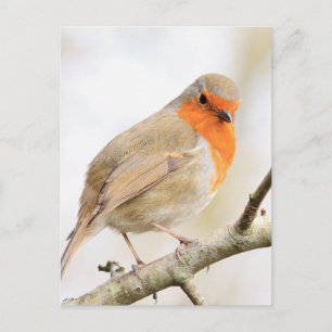 Chirpy Robin Vykort