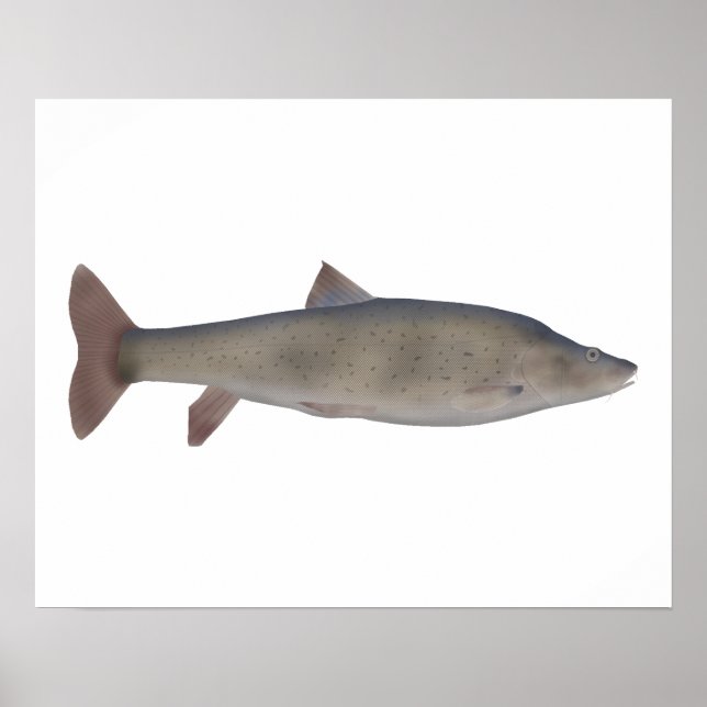 Chirruh Snowtrout Poster (Framsidan)