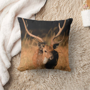 Chital naturlig habitat Bandhavgarh Nationalpark Kudde