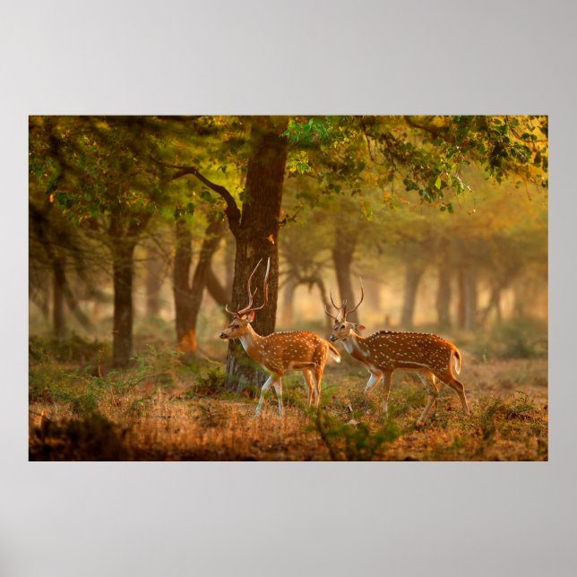 Chital or cheetal, Axis axis, spotted deers or axi Poster (Framsidan)