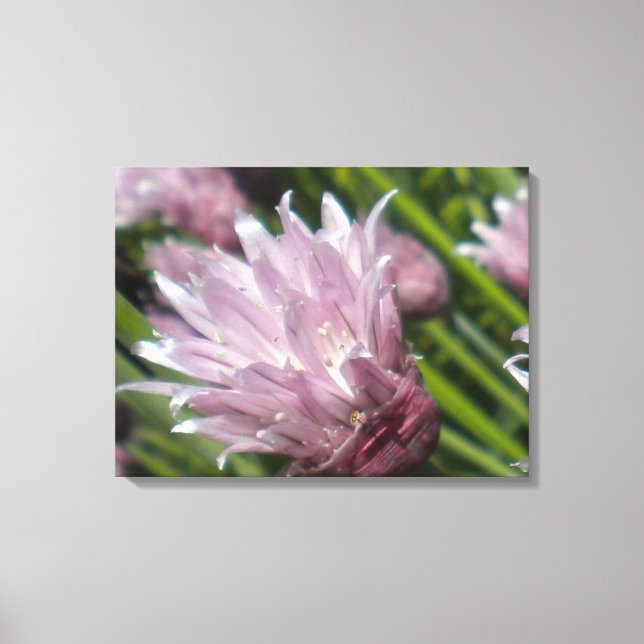 Chive Blommar Canvas (Framsida)