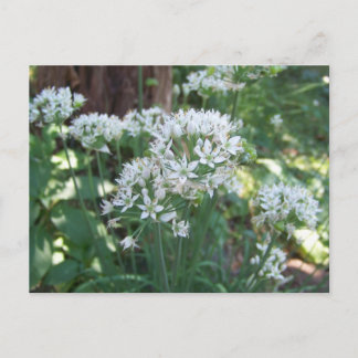 Chive-Blommar Vykort