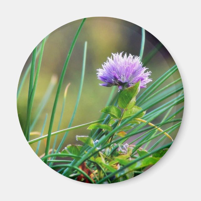 Chives Blue On Grass Magnet (Framsidan)
