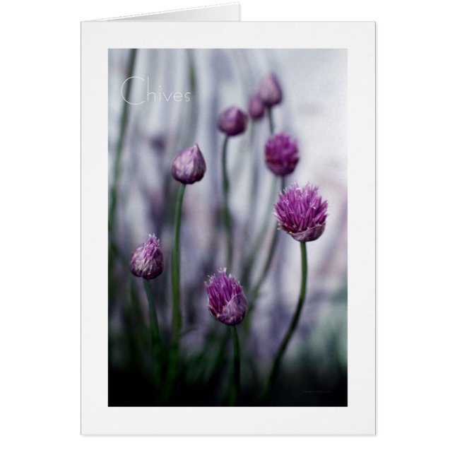 Chives in Bloom Hälsningskort (Framsidan)