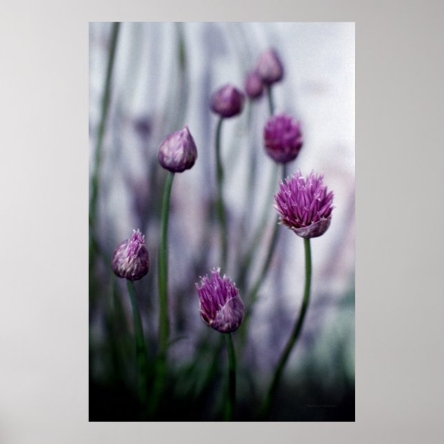 Chives in Bloom Poster (Framsidan)