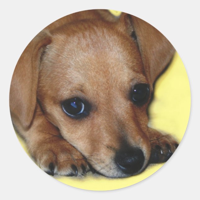 Chiweenie Sticker Runt Klistermärke (Framsida)