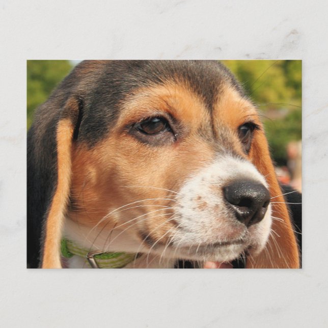 Chloe - Beagle Foto-19 Vykort (Framsida)