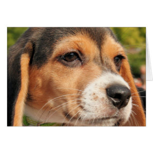 Chloe - Beagle Photo-19 Hälsningskort