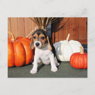 Chloe - Beagle Photo-1 Vykort