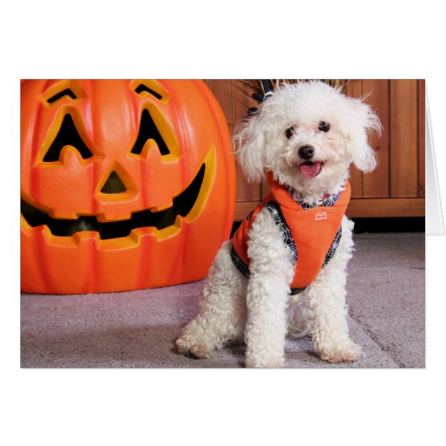 Chloe - Poochon - Photo-10 Hälsningskort (Framsidan Horizontal)