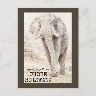 Chobe Botswana Elephant Vykort