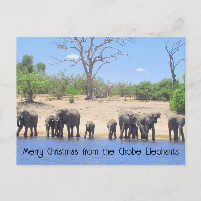 Chobe Elephants Haiku Helgdag Post Card Helg Vykort (Framsida)