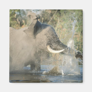 Chobe flod, Botswana, afrika Magnet