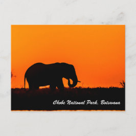 Chobe National Park-vykort Vykort