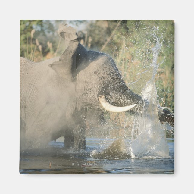 Chobe River, Botswana, Afrika Magnet (Framsidan)